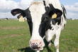 cow in meadow