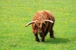scottish highland cattle - bull