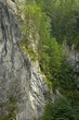 Mountain Foest