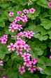 oxalis blooming