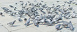 Pigeons on city street