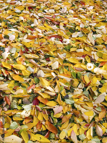 Foto: Herbstlaub Herbstlaub