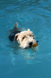Dog Swimming