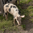 Drôle de cochon !