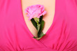 Pink rose