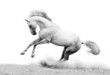 silver-white stallion