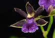 Zygopetalum