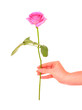 A rose for you!