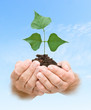 sapling in hands sapling in hands