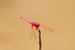 Photo: pink dragonfly over earth tone background pink dragonfly over earth tone background