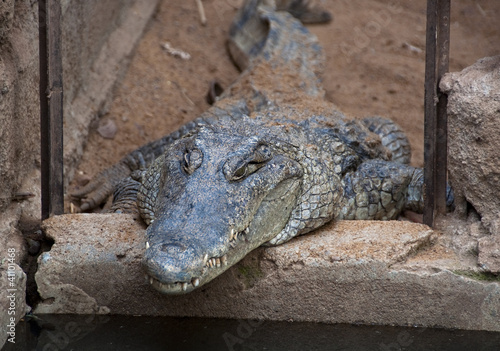 Photo: A crocodile A crocodile
