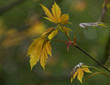 Maple