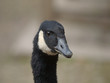 Goose