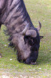 gnu