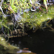 frosch mit teich 28