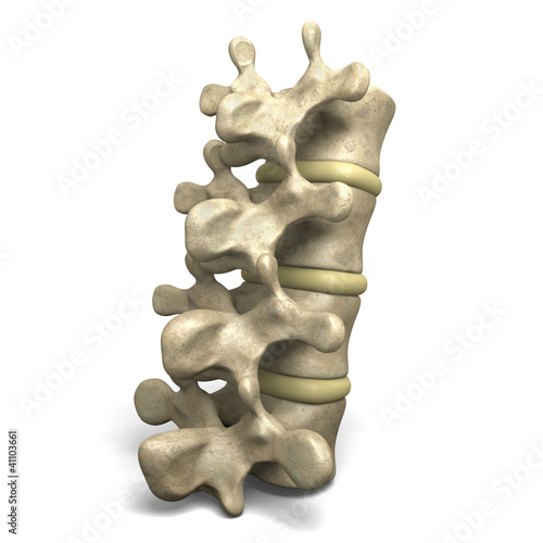 Illustration: Vertebrae Vertebrae