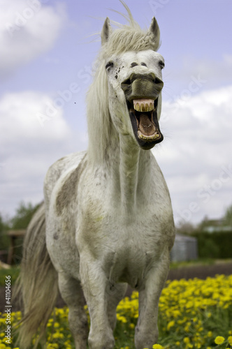 Photo: white horse smiling white horse smiling