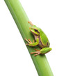 Photo en ligne au meilleur prix frog sitting on a stem