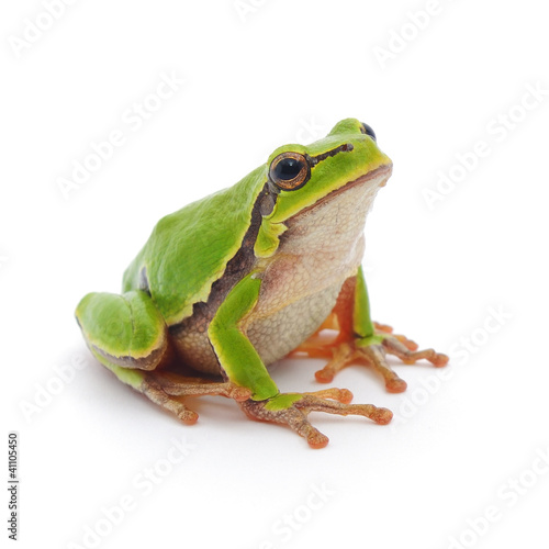 Photo: Tree frog Tree frog