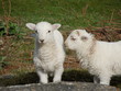 Lambing season