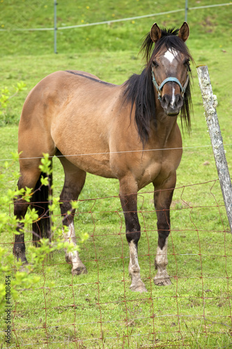 Photo: A horse portrait. A horse portrait.
