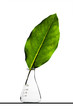 Leaf inside a flask