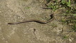 Blindschleiche auf der Flucht