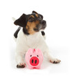chien jack Russel terrier gardant cochon tirelire chien jack Russel terrier gardant cochon tirelire