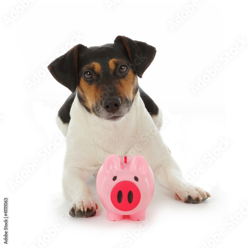 Photo: chien jack Russel terrier gardant cochon tirelire chien jack Russel terrier gardant cochon tirelire