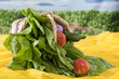 Fresh organic vegetables