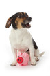 chien jack Russel terrier gardant cochon tirelire chien jack Russel terrier gardant cochon tirelire