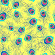 peacock feathers