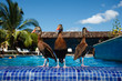 3 Ducks wade at resort swimming pool