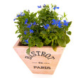 blue Lobelia in pink pot
