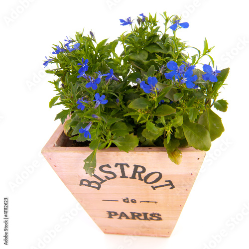 Foto: blue Lobelia in pink pot blue Lobelia in pink pot