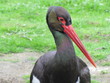 Schwarzstorch (Ciconia nigra)