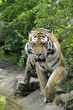 Tigre del Bengala