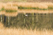 Photo: Nature fen in the forest Nature fen in the forest