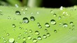 Water drops on fresh green leaf