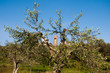 Pieve tra Olivi