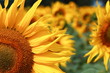 Sonnenblume