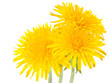 Dandelions