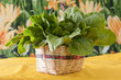Fresh organic vegetables