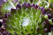 Sempervivum Hauswurz @ miket