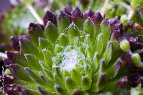 Foto: Sempervivum Hauswurz @ miket Sempervivum Hauswurz @ miket