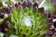 Sempervivum Hauswurz @ miket