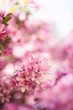 Photo: Frühling Frühling