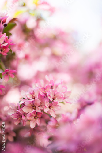 Photo: Frühling Frühling