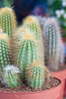 Cactus pequeños en maceta