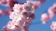 Cherry tree in spring
